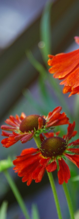 Helenium 'Moorheim Beauty'